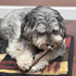 SPOT Bam-Bones Bone - Durable Long Lasting Dog Chew for Light to Moderate Chewers, 7.25in, Bacon Flavor