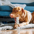 Spunky Pup Clean Earth Recycled Stick, Made in USA from 100% Recycled Water Bottles, Gray