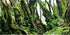 AWERT 36x24 inches Tree Branches Aquarium Background - Green Algae River Bed & Lake Fish Tank