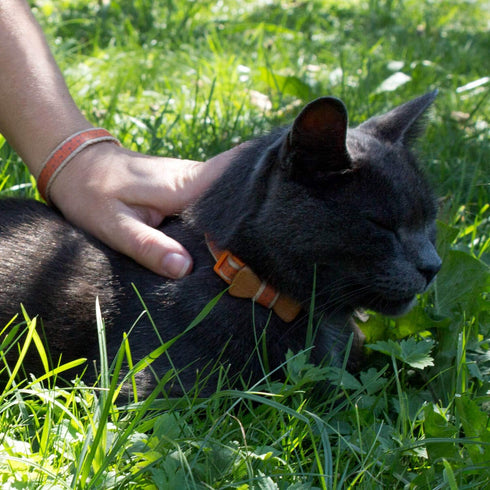 Pettsie Breakaway Cat Collar with Bow Tie and Matching Bracelet, Adjustable Cotton Kitten Collar, 8-11 Inches, Orange