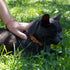 Pettsie Breakaway Cat Collar with Bow Tie and Matching Bracelet, Adjustable Cotton Kitten Collar, 8-11 Inches, Orange