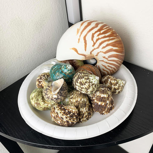 10PC Natural Green Hermit Crab Shells, Turbo Sea Shell for Hermit Crab Supplies Decor