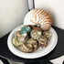 10PC Natural Green Hermit Crab Shells, Turbo Sea Shell for Hermit Crab Supplies Decor