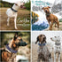 COOYOO 3-Piece Tactical Dog Collar Set - Adjustable Military Nylon with Control Handle and Heavy Metal Buckle for Dogs