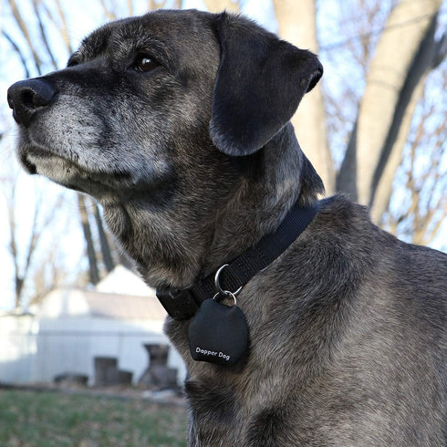 Dapper Dog Dog Tag Silencer, Tag Ring (Black)