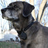 Dapper Dog Dog Tag Silencer, Tag Ring (Black)