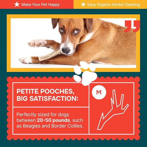 Split Medium Elk Antlers for Dogs (3 Pack) - Natural, Long-Lasting Chews for Aggressive Chewers, Naturally Shed in USA