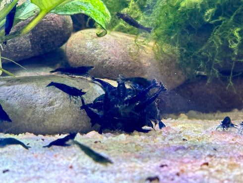 (10 (+1)) Blue Diamond Shrimps (Ocean Blue Shrimps) Live Freshwater Shrimp Aquarium Neocaridina Inverts RCS Shrimps
