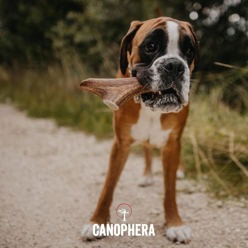 Premium Red Deer Antlers - Natural Long-Lasting Chews for Aggressive Chewers, Xtra Large