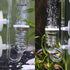CO2 Diffuser Aquarium Glass Spiral Atomizer, Bubble Counter with Suction Cup for Planted Fish Tank