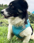 Dog Harness for Small Medium Sized Dog, Puppy Harness and Leash Set Training, Dog Harness and Leash Set, Dog Vest Harness, Dog Harness Small Sized Dog, Small Dog Harness. (Blue, XXS)