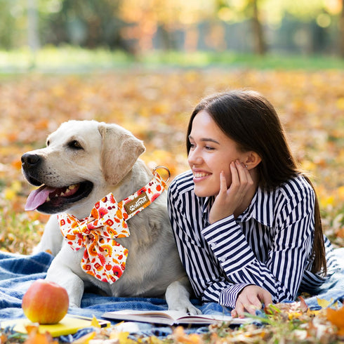 Dog Collar with Bow Tie, Pumpkin and Turkey Pattern, Durable Adjustable Thanksgiving Pet Collar, Available in Small