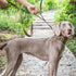 Handled No-Pull Dog Walking Leash, Long Traffic Leads for Medium to Large Dogs (Brown, 6FT) by OneTigris