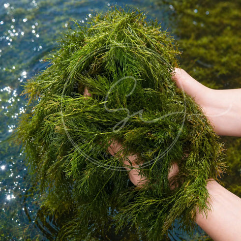Swimming (1 Creatures Live Aquarium Plants Large Bunch Hornwort)
