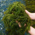 Swimming (2 Creatures Live Aquarium Plants Large Bunch Hornwort)
