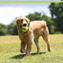 PetSport Mini Tuff Ball - Tennis Balls for Small Dogs, 1.5" (Pack of 2), Non-Toxic, Interactive Chew Toy