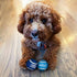 Rite Lite Hanukkah Dog Toy Tennis Balls Set of 3 - Perfect Chanukah Gift for Dog Owners, Jewish Holiday Party Favors