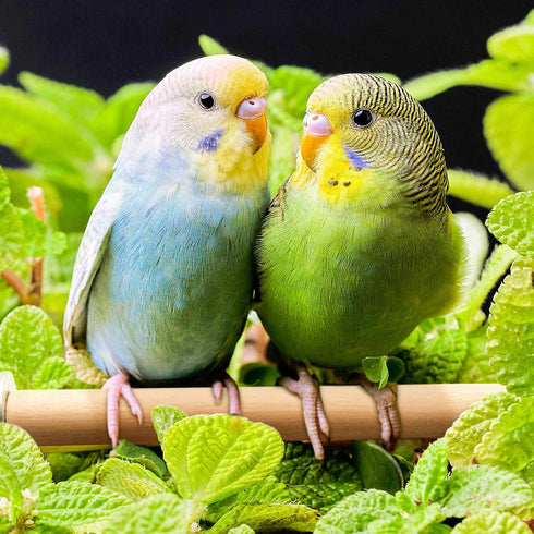 4 PCS Natural Wood Bird Perch Stand Platform Toy for Parrot, Budgies, Parakeet, Cockatiels, Conure, Lovebirds (Style 1)