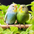 4 PCS Natural Wood Bird Perch Stand Platform Toy for Parrot, Budgies, Parakeet, Cockatiels, Conure, Lovebirds (Style 1)