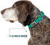 Dog Collar Seatbelt Buckle, Teal Ombre, 1.0 Inch Wide, Fits 15 to 26 Inches