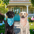 Agroon 2PCS, 4 Easter Dog Bandanas Large Pattern Colorful Scarf for Boy and Girl, Triangle Reversible Bibs Breed