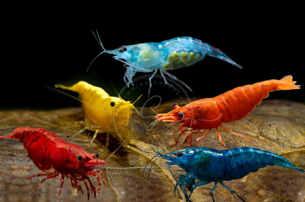 Swimming Creatures Premium Neocaridina Shrimp Freshwater Aquarium Shrimp (10, Premium Mix (5