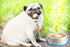Mr. Peanut's Large Interactive Slow Feed Dog Bowl with Blue Base, Fun Healthy Bloat Stop Feeder