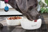 Pearhead Woof Pet Bowl, 24 oz Ceramic Dog Water and Food Dish, Microwave and Dishwasher Safe, Holds 3 Cups