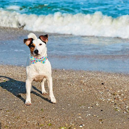 Elegant Little Tail Dog Collar - Summer Bow Tie Collar with Blue Bear Print for Medium Dogs
