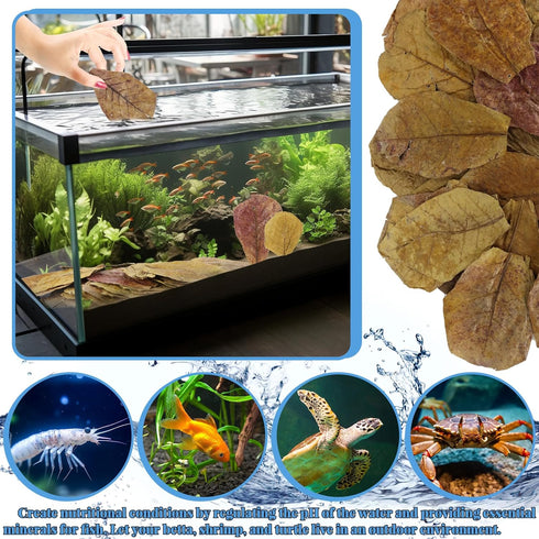 50 Pcs Catappa Leaves for Fish, 5-8 Inch Indian Almond Leaves, Water Conditioner for Aquarium Shrimp Tank Decorations