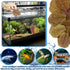 50 Pcs Catappa Leaves for Fish, 5-8 Inch Indian Almond Leaves, Water Conditioner for Aquarium Shrimp Tank Decorations