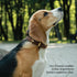 Classic Leather Dog Collar by Scout Supply, Heavy Duty Thick Full Grain Leather, Waterproof & Rust-Proof Brass Hardware