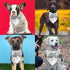 Luptiteuy Adopt Me Bandanas for Dogs Just Adopted Dog Bandana Adopt Me Baby Dog Announcement Photo Prop Pet Scarf