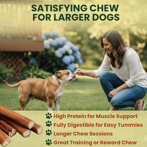 12 Pack 12 Inch 100% Bully Sticks for Dogs Beef Pizzle, Single Ingredient Rawhide-Free Dental Chews, Long Lasting
