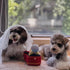 Valentines Dog Wedding Toy Engagement Plush Ring Box for Dog Birthday Gifts, Funny Plush Toys Squeaky Chew for Party