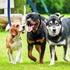 azuza 3 Pack Nylon Dog Leashes - Strong & Durable Basic Style Leash for Large Dogs, Royal Blue/Blue/Green