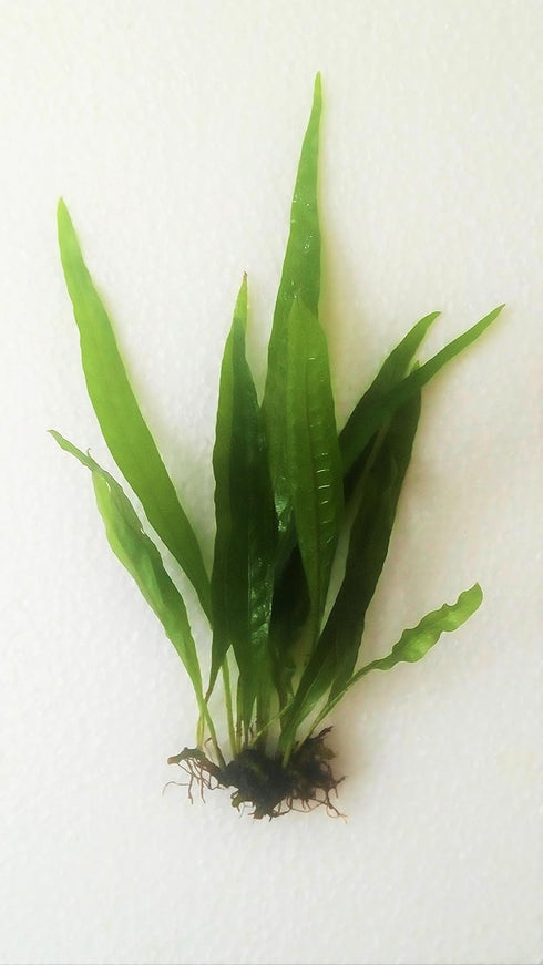 2 1 Marcus Fish Tanks Java Fern Microsorum Pteropus Easy Low Light Live Aquarium Plant - Buy Get