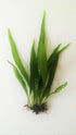 2 1 Marcus Fish Tanks Java Fern Microsorum Pteropus Easy Low Light Live Aquarium Plant - Buy Get