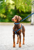 Mile High Life Night Reflective Double Adjustable Band Nylon Small Puppy Collar Leash and Harness Set (Reflective Edge