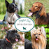 Nature's Specialties Derma-Treat Ultra Concentrated Anti-Microbial Medicated Dog Shampoo for Pets, Makes up to 96 oz,