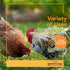 Barenbrug Premium Free Range Chicks Mix Forage Seed Mixture I 1 lb, One Pack