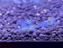 (10 (+1)) Blue Velvet Shrimps Live Freshwater Shrimp Aquarium Neocaridina Inverts RCS Blue Jelly Shrimps Shrimps