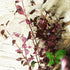 PLANTEREST Ludwigia Repens Super Red Mini Leaves Live Aquarium Plant Stems BUY2GET1FREE