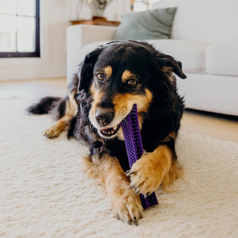 Playology Silver Dental Chew Stick for Large to X-Large Senior Dogs 50lbs & up - All-Natural Pork Sausage Scented Toy
