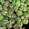 Generic Red Root Floater 35+ Leaves Live Aquarium Plants