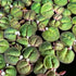 Generic Red Root Floater 35+ Leaves Live Aquarium Plants