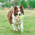 Star Wars for Pets Dog Toy Yoda 9 Inch Plush Flattie, Medium Yoda Dog Toy for Daily Play, Stuffingless Dog Toy
