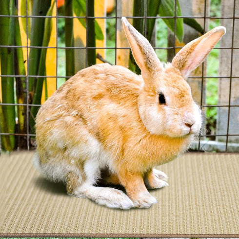 YOIYINI 2Pcs Mat,16 12 Inch Rabbit Scratch x Sisal Rabbit Scratching Pad,Rabbits Scratching Mats for Cages,Claws