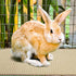 YOIYINI 2Pcs Mat,16 12 Inch Rabbit Scratch x Sisal Rabbit Scratching Pad,Rabbits Scratching Mats for Cages,Claws