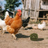 BingegePet 2 Pack Chicken Beak Timothy Grass Block, Chicken Toys for Coop, Enrichment Toys for Hens, Ducks, Geese